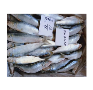 Pescado sardina congelado enlatado a la venta a granel a precio barato La mejor calidad para exportación al por mayor y distribución global - Product Image 2