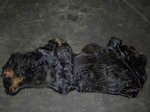 Cabezas de vaca enteras – Premium, saladas y enzimadas |   Mejores Precios - Product Image 6