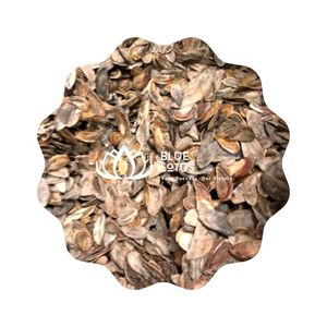 Concha de Loto Azul Thanh Hoa, Producto de Concha Marina, Murex, Mejor Operculum, Buen Material para Extraer Perfume - Product Image 1