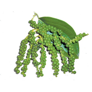 Poivre vert congelé |   Qualité d'exportation du Vietnam - Product Image 3