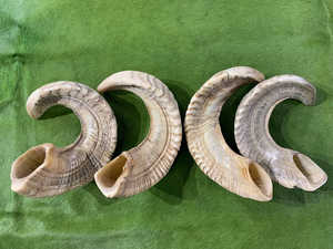 Shofar traditionnel en corne de bélier naturelle pour Rosh Hashanah et Yom Kippur, casher, écologique, décoration de fête, poli et à bas prix - Product Image 4