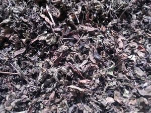 Fourniture en vrac en gros de feuilles de gelée d'herbe séchées prêtes à cuire gelée d'origine au Vietnam - Product Image 4