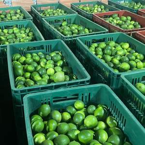 Limes fraîches sans pépins de qualité supérieure - Variété persane Tahiti de classe I - Teneur élevée en jus 42% - Limes vertes de qualité export en gros - Product Image 4