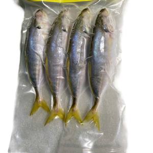 Congelado entero Yellowtail Scad IQF 24 meses Vida útil Sellado al vacío Pescado entero Vietnam Mariscos Proveedor Bulk Packaging Exportador - Product Image 6