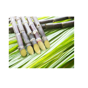 Jus de canne à sucre congelé pur et rafraîchissant goût tropical du Vietnam - Product Image 4