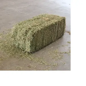 Beste Kwaliteit Alfalfa Zaad Te Koop Tegen Goedkope Prijs Snelle Verzending