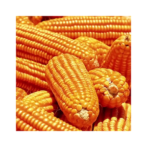 Maíz amarillo de grado 2 seco, no GMO apto para consumo humano y origen de alimentación Animal - Product Image 4