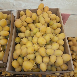 Fraîcheur Sweet Barhi Dates Snacking sain Fruit Prêt pour les commandes en gros en gros dans le monde entier - Product Image 5