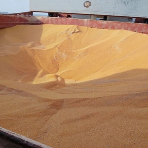 ข้าวโพดเหลืองแห้งสำหรับอาหารสัตว์ |   ข้าวโพดเหลืองเกรดอาหารสัตว์ จำหน่ายจำนวนมาก - Product Image 6