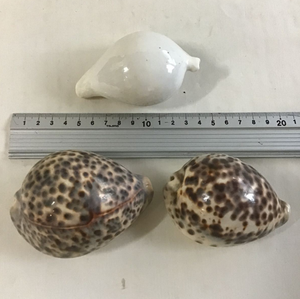 Tự Nhiên Làm Sạch Seashell Lớn Tiger Cowrie Vỏ Mẹ của Ngọc Trai Bãi Biển Trang Trí Nội Thất Giá Rẻ Giá Từ Việt Nam - Product Image 3