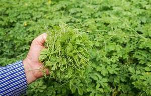 FEUILLES DE MELON AMER CONGELÉES INGRÉDIENT NATUREL PUR POUR UN STYLE DE VIE SAIN PRODUIT D'ÉTIQUETTE PROPRE - Product Image 5