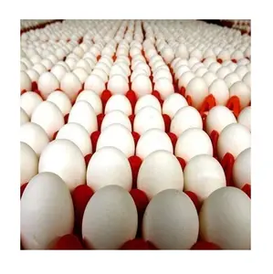 Qualità Premium bianco/marrone guscio fresco uova di pollo da tavola sfuso a prezzo all'ingrosso a basso costo