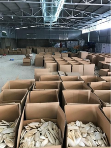 Vente en gros de coquillages bruts naturels, os de seiche, coquillages, style animal, pièce entière, décoration cadeau - Product Image 6