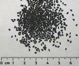 Graines de basilic pur Graines de basilic du Vietnam Enzymes riches Parfait pour les boissons rafraîchissantes fraîches Garniture de yaourt Smoothies De nombreux plats alimentaires - Product Image 4