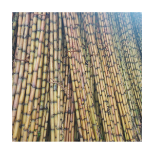 ส่วนอ้อยแช่แข็งหวานตามธรรมชาติทำความสะอาดปอกเปลือกหรือไม่ปอกเปลือกบรรจุภัณฑ์ส่งออกเหมาะสำหรับการค้าปลีกและอุตสาหกรรมอาหาร - Product Image 2