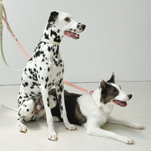 Correa SUMMA Simple Moderna y Cómoda para Perros, 1.2M, Material TPU Ecológico y Duradero, Remache Sólido, Impermeable y Lavable - Product Image 1