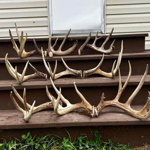 เขากวางแดงคุณภาพระดับพรีเมียม - Product Image 1