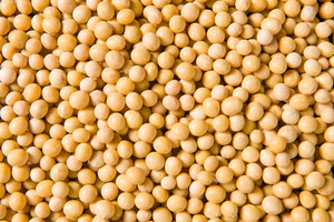 Frijoles de Soya Amarillos de Primera Calidad, Sin OMG, 50 kg por Bolsa, Precios Competitivos para Mayoristas, Minoristas y Procesadores de Alimentos - Product Image 4
