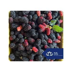 VENTE CHAUDE Mûres congelées Utilisation pour la transformation de jus Smoothie et fabrication alimentaire Pour la vente en gros Commande personnalisée Vietnam - Product Image 1