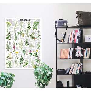Póster de Plantas Medicinales Alemanas DIN A1 para Ciencias Médicas - Product Image 2
