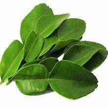 ใบมะนาวแห้งบริสุทธิ์สมุนไพรจากพืชใช้ฉลากสะอาดสำหรับการสนับสนุนภูมิคุ้มกันตามธรรมชาติและการทำอาหารที่มีกลิ่นหอม - Product Image 5