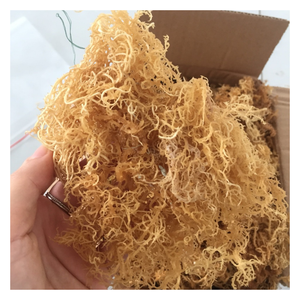 วัตถุดิบสาหร่ายคอตตอนนี - ตากแห้งด้วยแสงแดด เหมาะสำหรับการใช้เป็นอาหาร สาหร่ายมอสทะเลแห้ง  มอสทะเลสำหรับขาย - Product Image 2