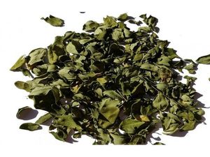 GRAN CANTIDAD MORINGA OLEIFERA DE CRECIMIENTO RÁPIDO/HOJA DE MORINGA para COCINAR - Product Image 3