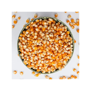 Non-GMO séché fissuré/cassé maïs jaune/maïs pour l'alimentation animale - Product Image 2