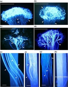 ANILINE BLUE-Fabricante y proveedor indio de productos químicos de laboratorio - Product Image 2