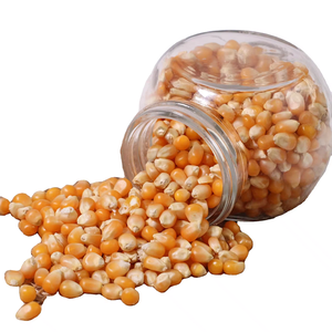 Maíz amarillo seco para alimentar animales, adecuado para ganado y caballos, buena calidad del fabricante, alimento para animales, maíz - Product Image 4