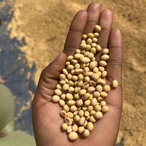 Soja jaune de qualité alimentaire - Product Image 2