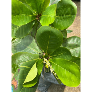 TERMINALIA CATAPPA FEUILLE EN POUDRE/SUPPORT DIGESTIF/NETTOYAGE ÉTIQUETTE/À BASE DE PLANTES - Product Image 6