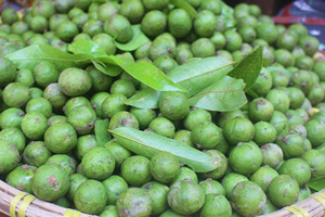 FRUTA DRACONTOMELON CONGELADA/CALIDAD SELECCIONADA/SUMINISTRO AL POR MAYOR PARA EL MERCADO GLOBAL/LISTO PARA USAR - Product Image 4