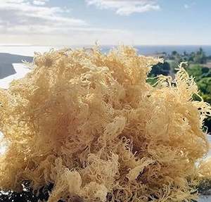 2024 Vendedor caliente Irish Seamoss Roasted Wildcrafted Sea Ninh Thuan de Vietnam Nori Algas en forma de polvo servidas en una bolsa - Product Image 3