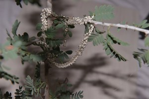 Trendy Beautiful Handmade <b>Bead</b> <b>Bracelet</b>, White Pearl Miyuki <b>beads</b> Hand <b>Bracelet</b>, Mans Women and Girls <b>bracelet</b>, Rosary <b>Bracelet</b> - Product Image 2