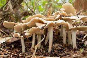 ETIQUETA LIMPIA DE SETAS TERMITAS SECADAS PREMIUM PRODUCTO DE APOYO INMUNE A BASE DE PLANTAS - Product Image 2