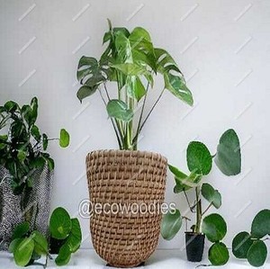 Artificial Flower Plant Pots Seagrass Woven Eco-friendly Handcrafted <b>Storage</b> Belly Baskets Set 2 Boho Decor Modern Simple Home - Product Image 4