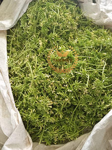 TAKIMEX 100% FLOR DE PAPAYA MACHO SECA NATURAL MUY ALTA CALIDAD MEJOR PROVEEDOR DE VIETNAM - Product Image 2