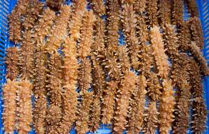 Premium Vietnamese Dried Sea Cucumber for Export - Product Image 4
