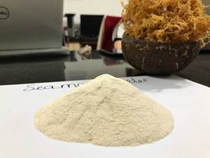 <b>NATURAL</b> POWDER <b>Sea</b> <b>Moss</b> Powder Rich Nutrients From Authentic Supplier - Product Image 3