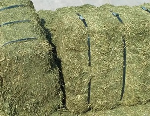Foin d'alfalfa pur / Foin de timothée / Foin pour l'alimentation animale, Foin d'alfalfa prix de gros - Product Image 3