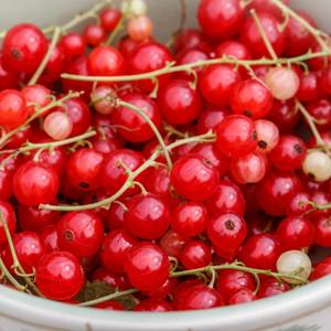 ลูกเกดสดหวานพร้อมสำหรับการสั่งซื้อจำนวนมากลูกเกดสดคัดสรรอย่างดีเพื่อรักษารสชาติที่ดีที่สุดและรสชาติเข้มข้น - Product Image 2