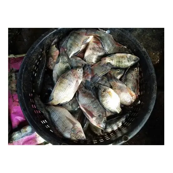 अच्छी गुणवत्ता, सस्ती कीमत, जमी हुई मछली तिलापिया | निर्यात के लिए साबुत लाल तिलापिया मछली