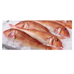 Fournisseur en gros de stock en vrac de poisson mulet rouge congelé (fruits de mer) Expédition rapide - Product Image 3