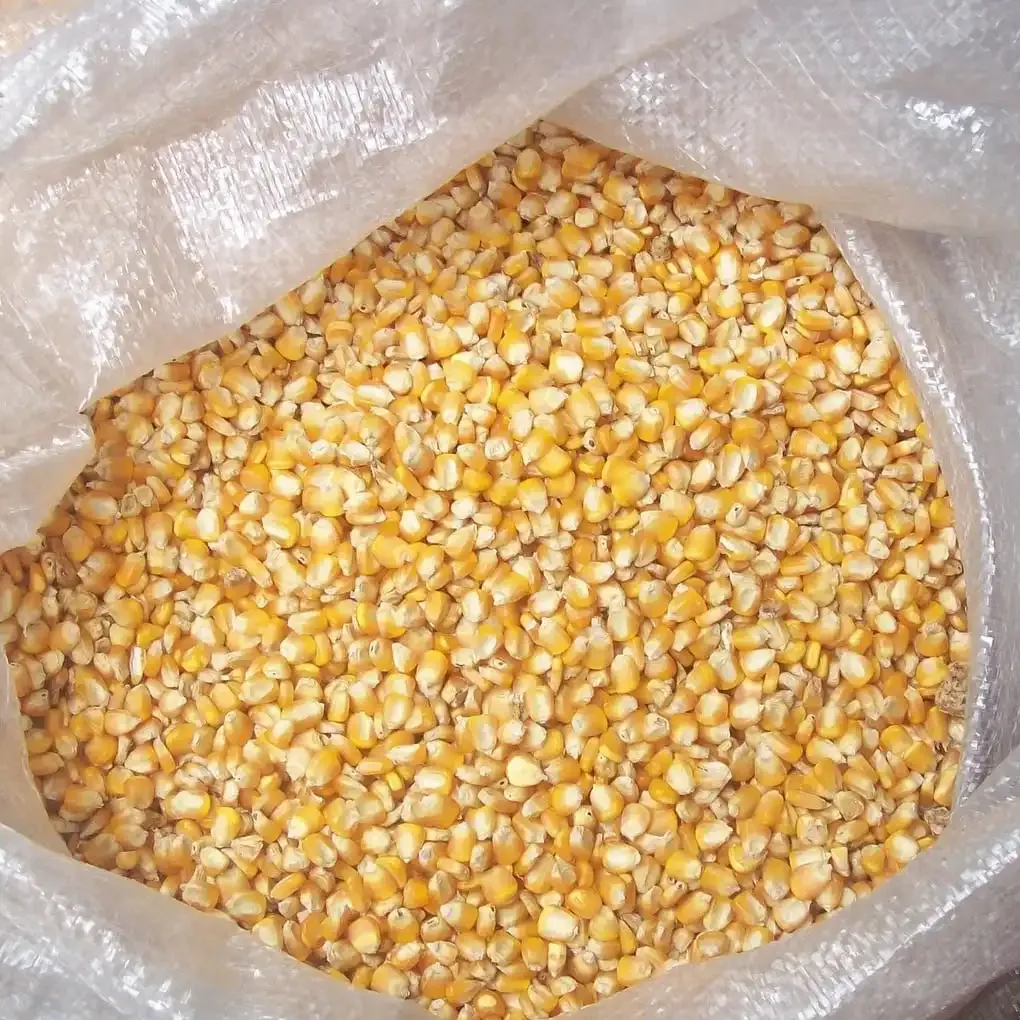 Direct Farm Price Dried Yellow Corn For Animal Feed / Wholesale yellow corn For Human And Animal Consumption