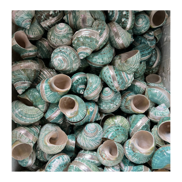 Artisan Use Conch Shell in White and Green from 99 Gold Data Vietnam for Display Pieces and Nautical Decor