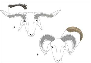 Shofar Kudu Natural de tamaño personalizado, cuerno de carnero pulido, Shofar de cuerno de oveja, Shofar para fines religiosos judíos - Product Image 5