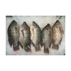 ปลานิล/ปลานิลสีดำ/ขายส่งปลานิลสีดำ - Product Image 5