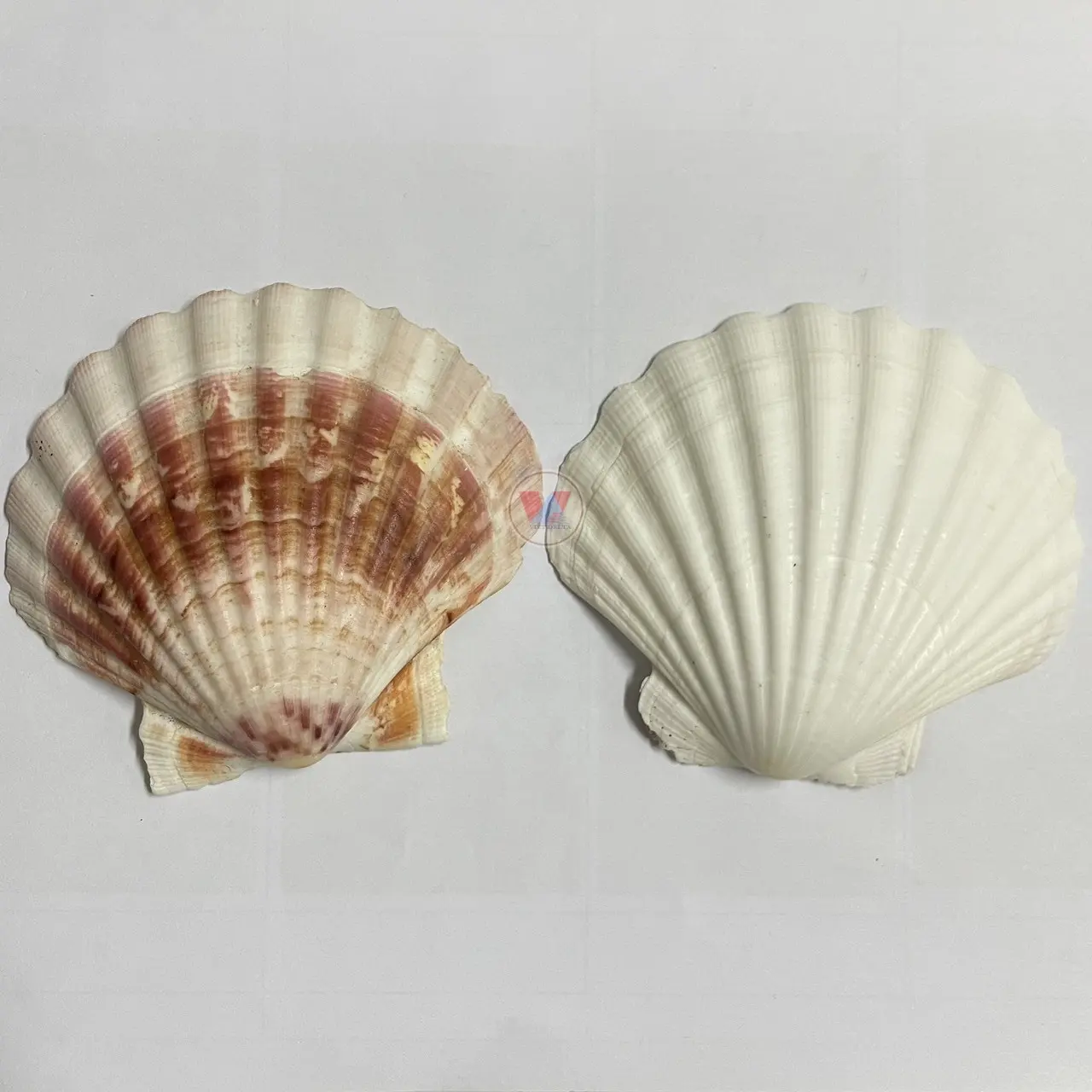 Scallop Shells Seashell para decoração e DIY Craft OEM Customized Brand