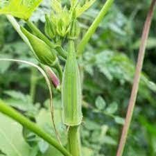 150 pezzi semi di tipo lungo Hobby balcone Okra Adana semi di gombo nativi regalo a sorpresa - Product Image 4